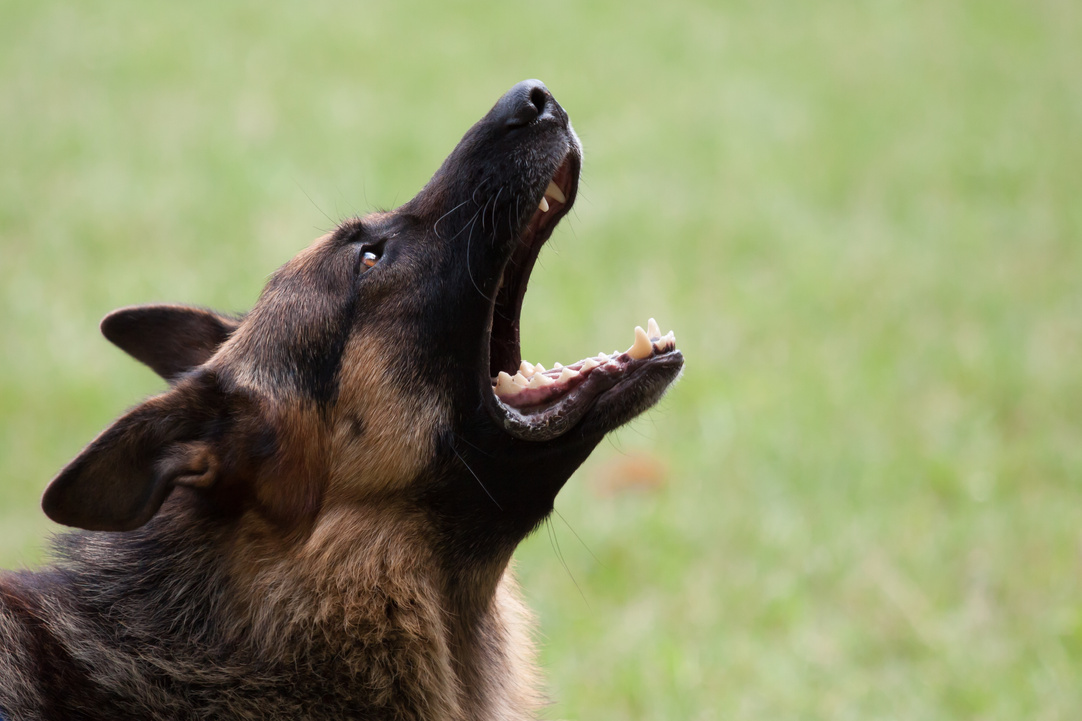 Barking German Shepherd